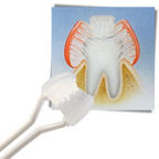 Brosse à dents à trois faces pour adultes et enfants