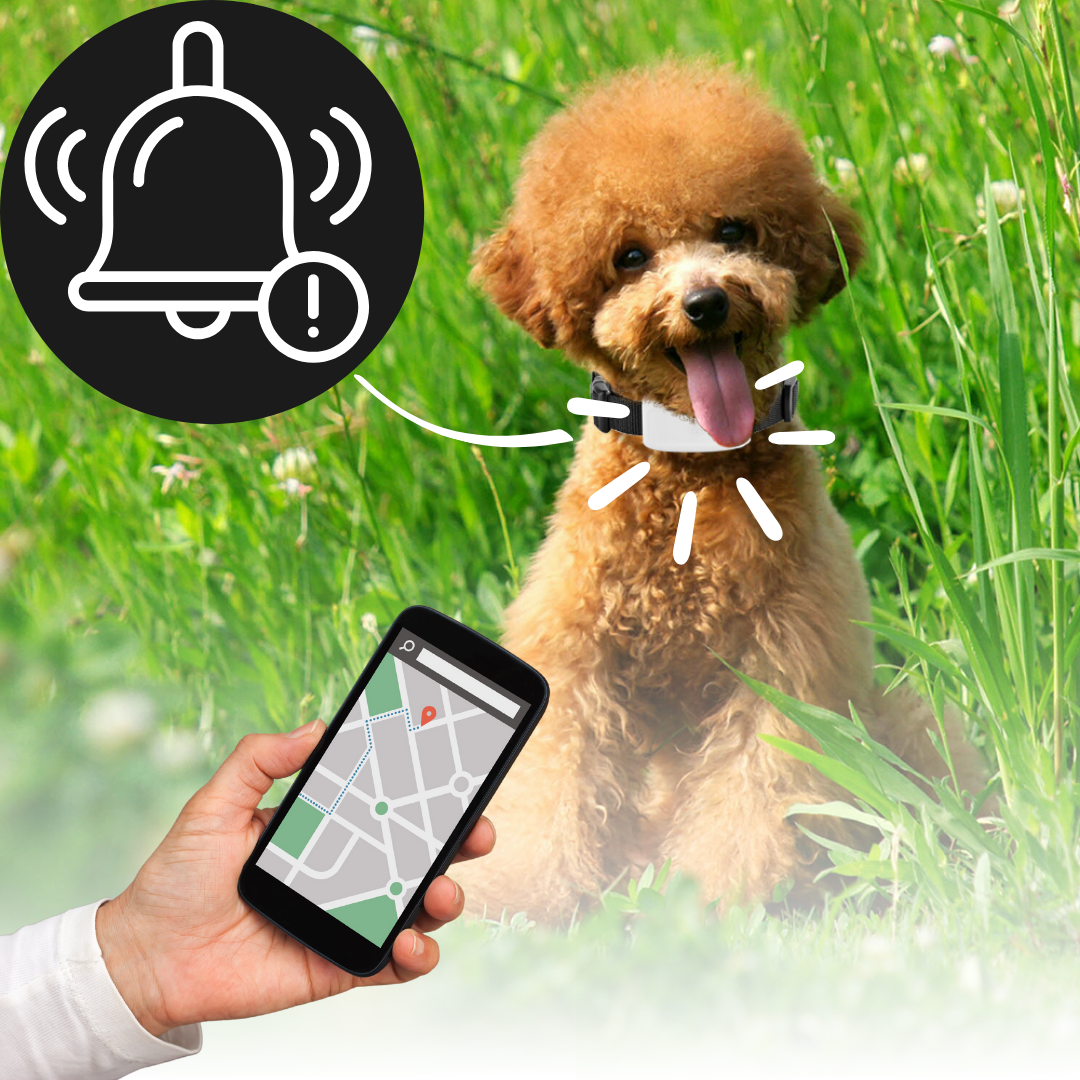 Collier de repérage gps pour animaux de compagnie