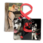 Ceinture de sécurité réglable pour chiens en voiture