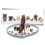 Collier anti-puces pour animaux de compagnie