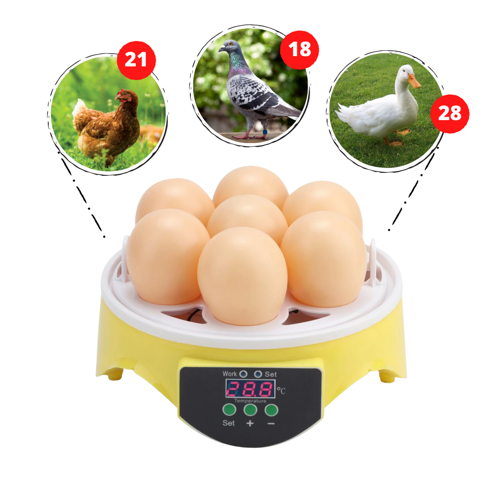 Mini incubateur automatique d'oeufs