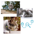 Collier de repérage GPS pour animaux de compagnie