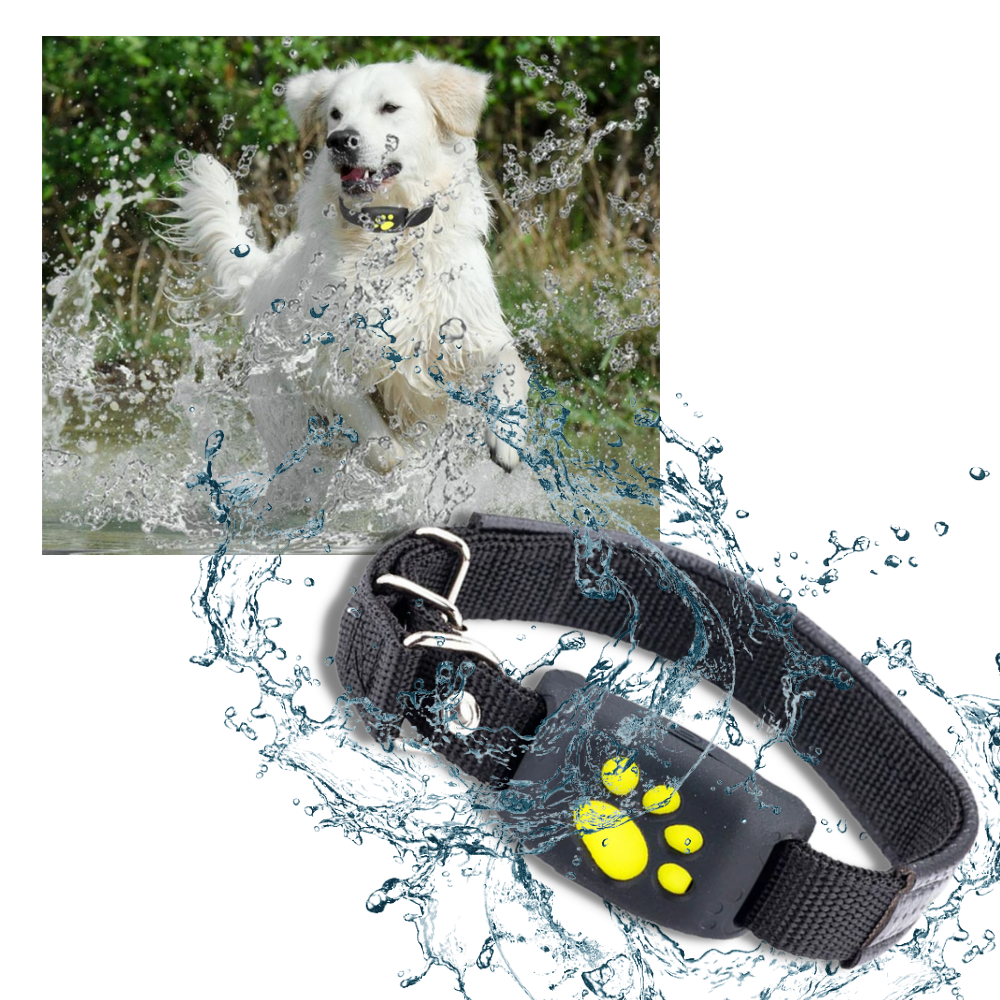 Collier de repérage GPS pour animaux de compagnie