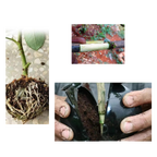 Lot de 3 boîtes à plantes pour la stratification de l'air
