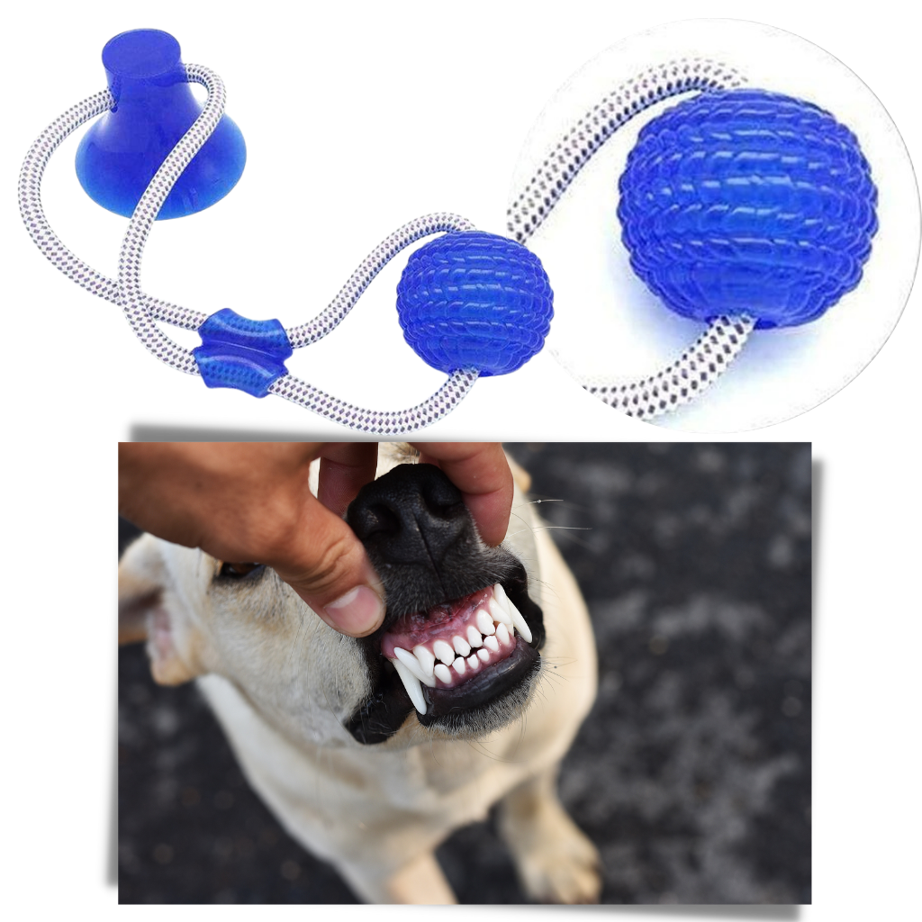 Balle avec ventouse pour chien