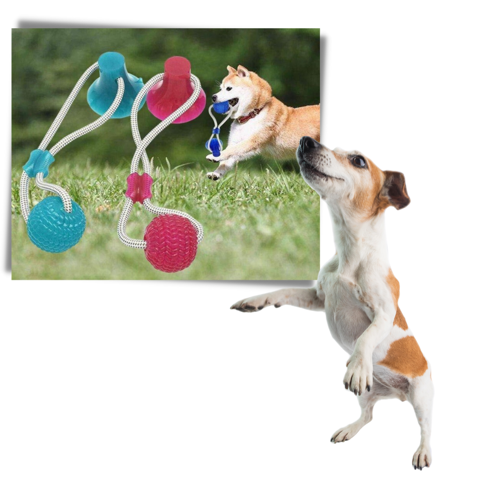 Balle avec ventouse pour chien