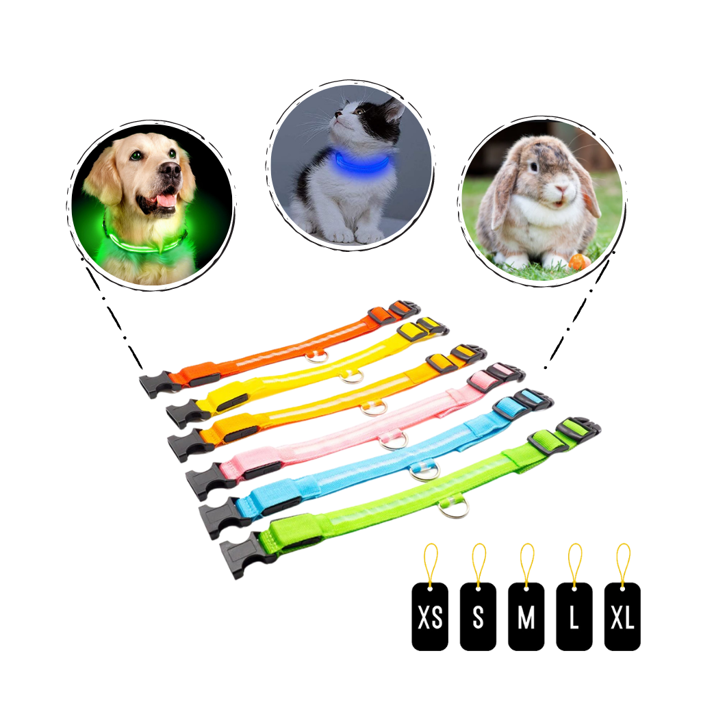 Collier lumineux pour animaux rechargeable par USB