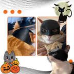 Irrésistible Masque Batman pour Chat