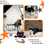 Irrésistible Masque Batman pour Chat