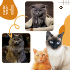 Brosse de toilettage multifonctions pour chats