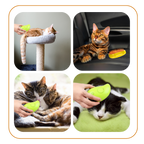 Brosse de toilettage multifonctions pour chats