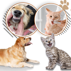 Gel de réparation buccale naturel pour animaux