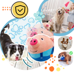 Jouet interactif pour chien