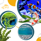 Produit anti-algues préventif pour aquarium