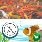 Produit anti-algues préventif pour aquarium