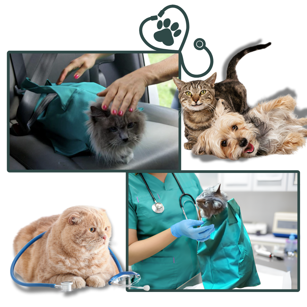 Sac de transport serein pour chat