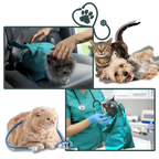Sac de transport serein pour chat