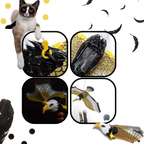 Jouet oiseau volant pour chat à suspendre