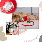 Jouet interactif intelligent pour chats